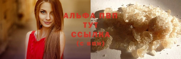 прущие грибы Ельня
