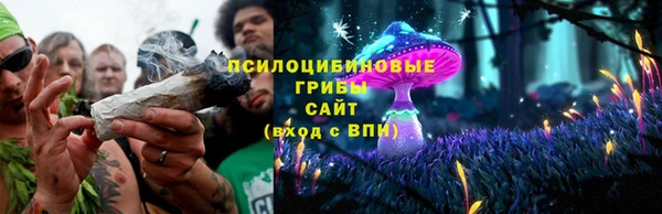 прущие грибы Ельня